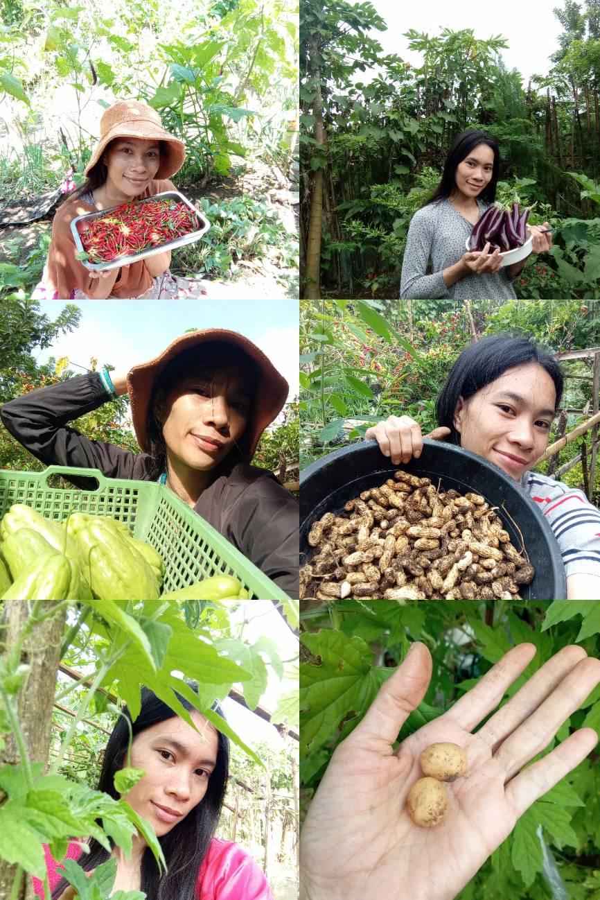 Harvest dris Mini Garden Pipino sayote radish 🥬🥒🍆🍓🍅🌶️ #backyardgarden # ...