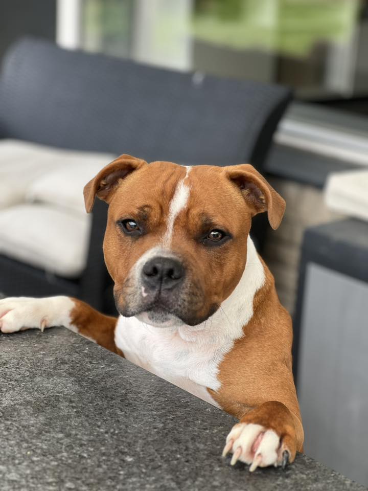 SBT / STAFFORDSHIRE BULL TERRIER/ HARDING STAFF | Facebook