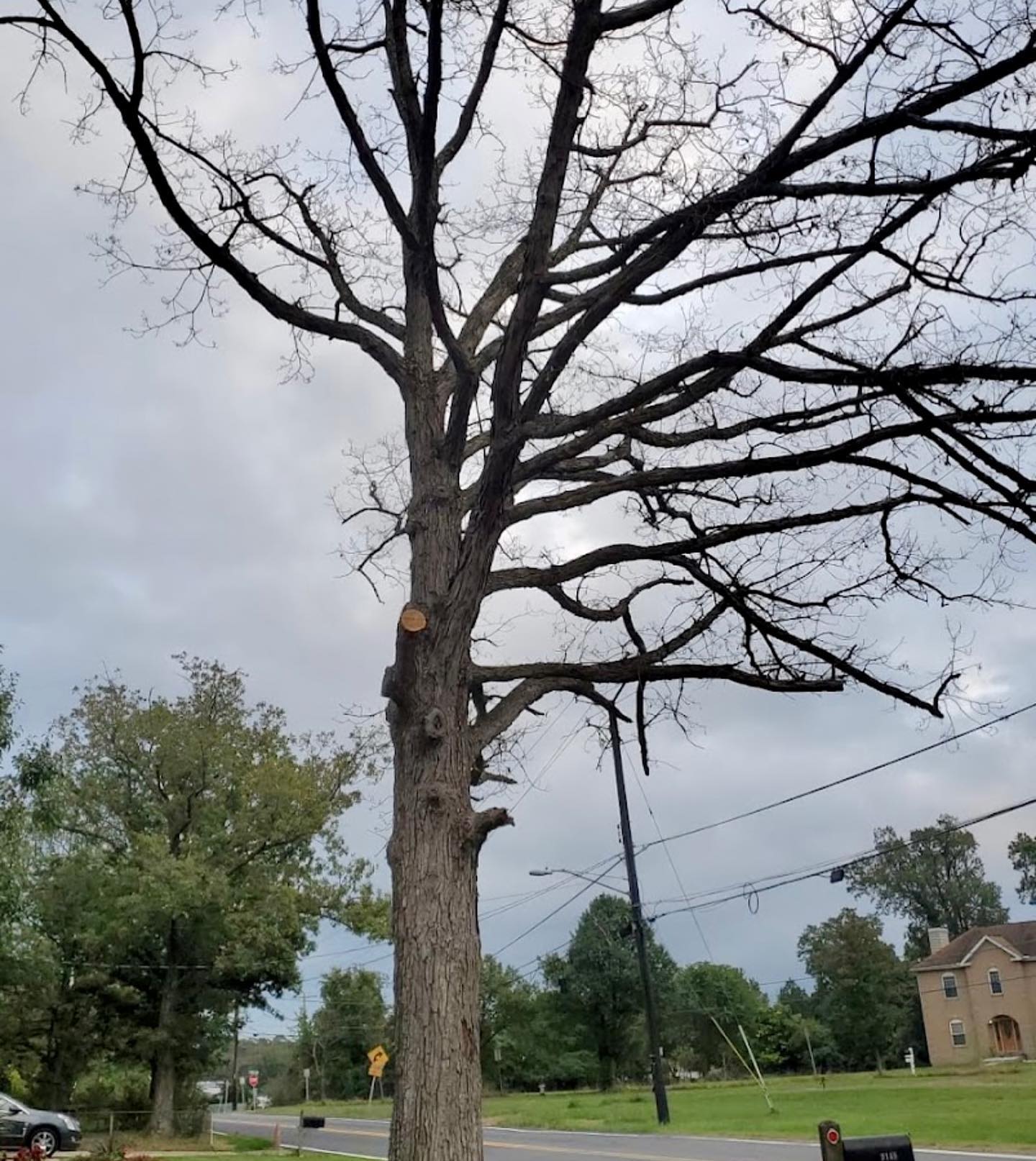 Cardinal Tree Care LLC | Arlington VA