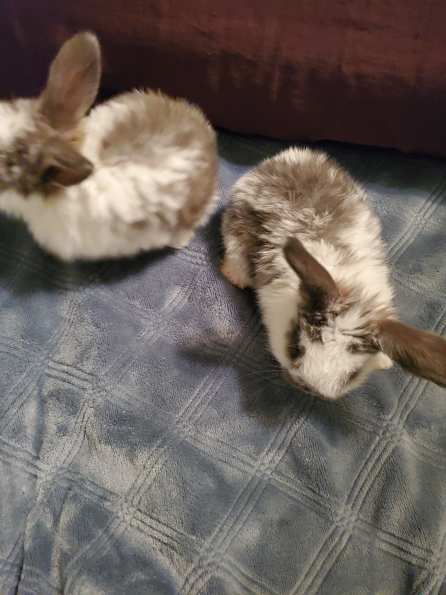 JBL Rabbitry, an ARBA registered breeder | Bakersfield CA