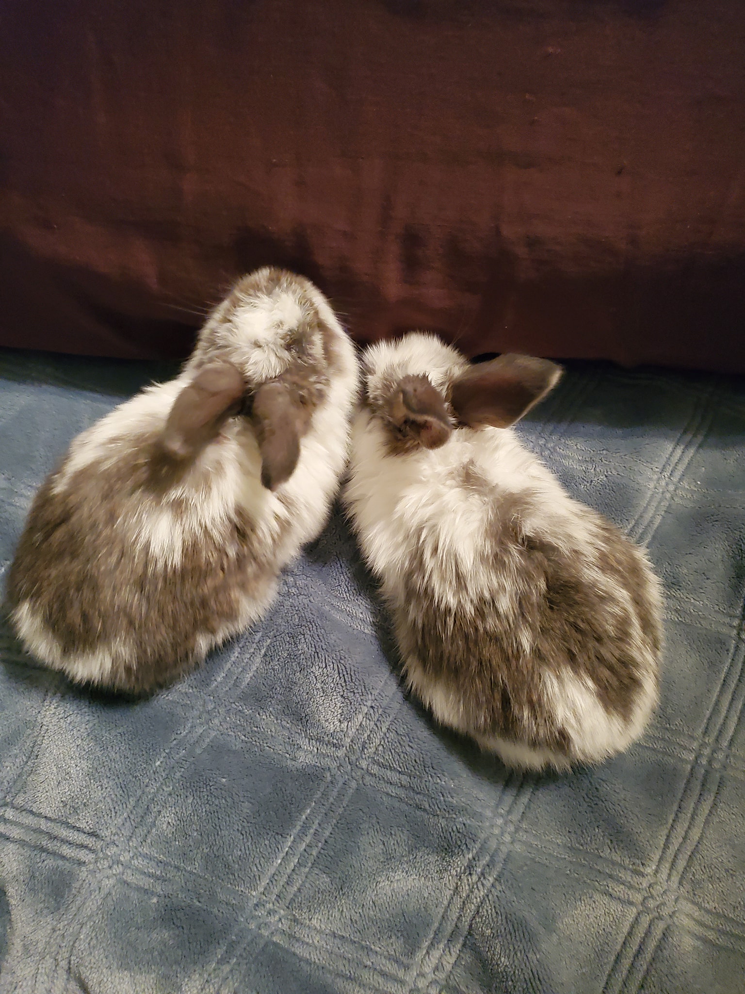 JBL Rabbitry, an ARBA registered breeder | Bakersfield CA
