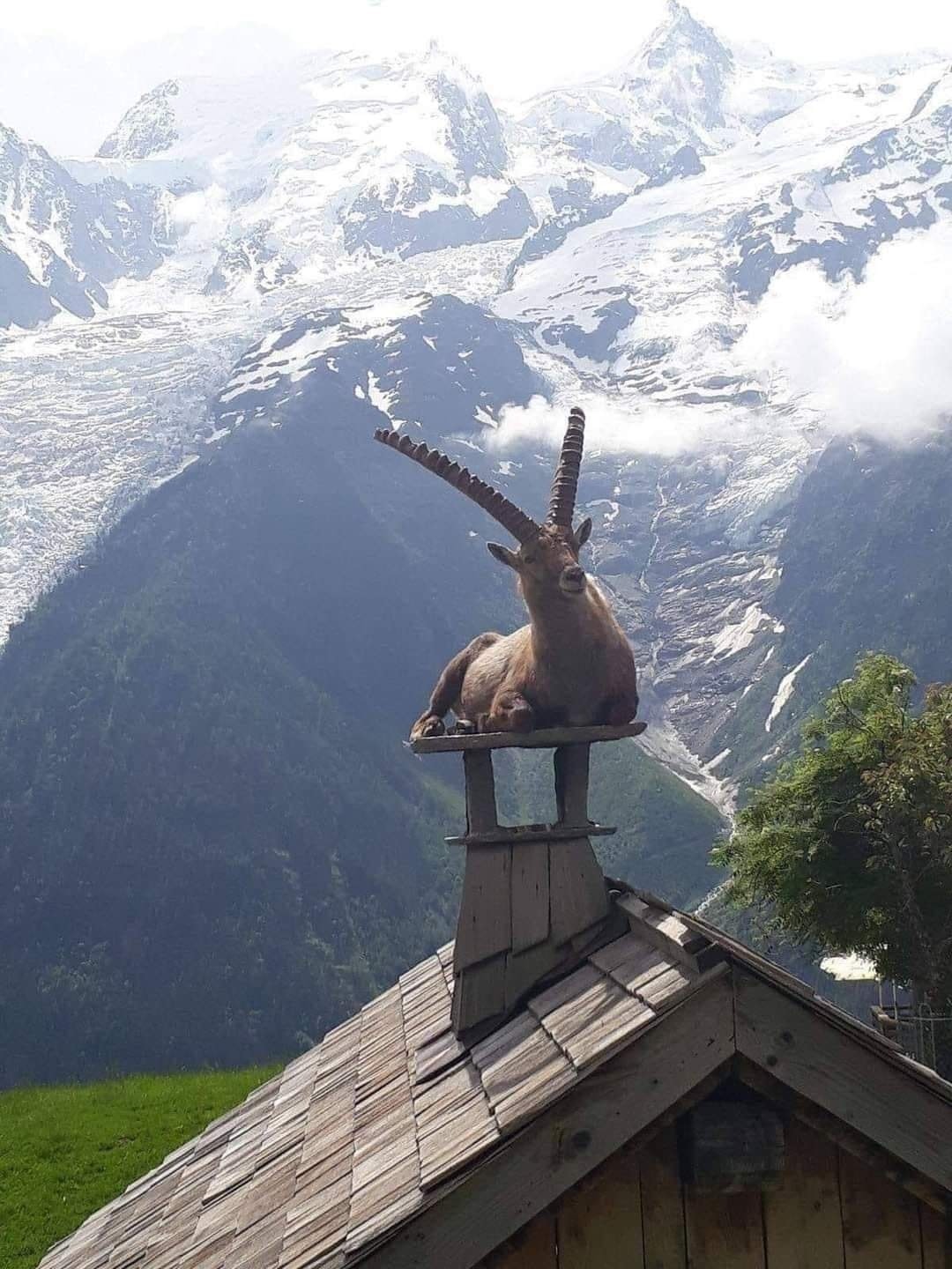 WARMING UP Adult male Alpine Ibex (Steinbock or mountain goat) on