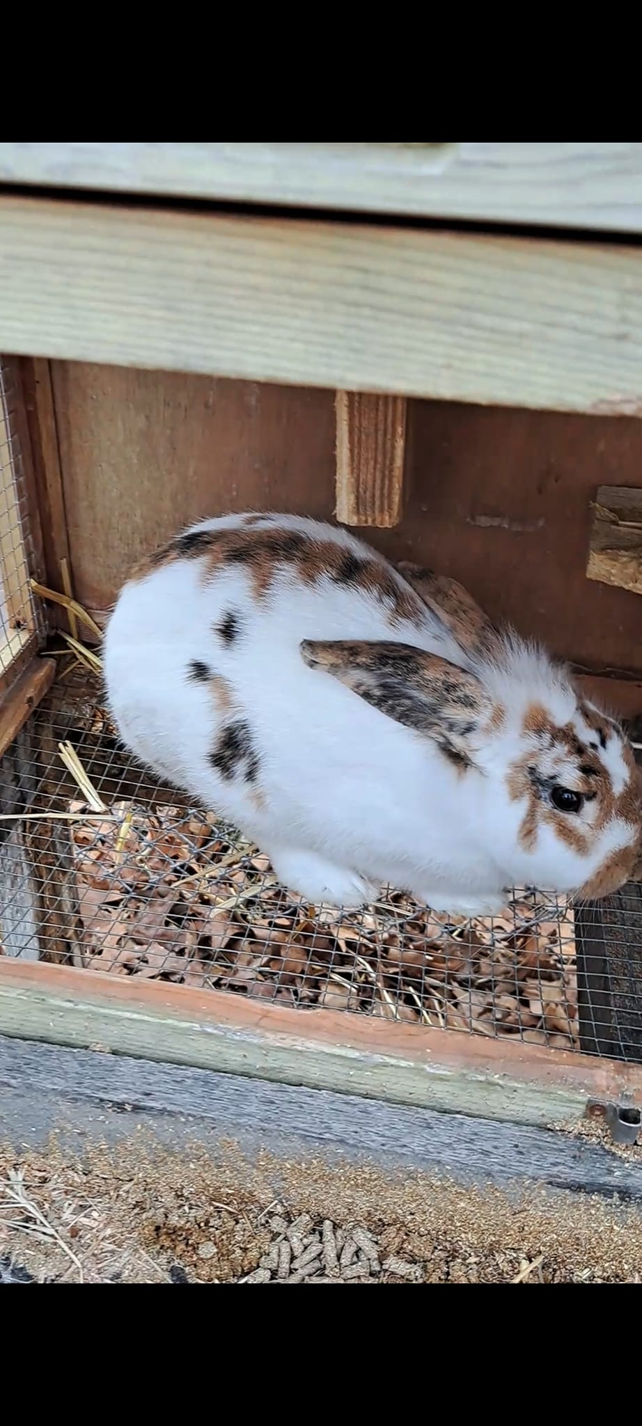 April's Bunny Rabbits