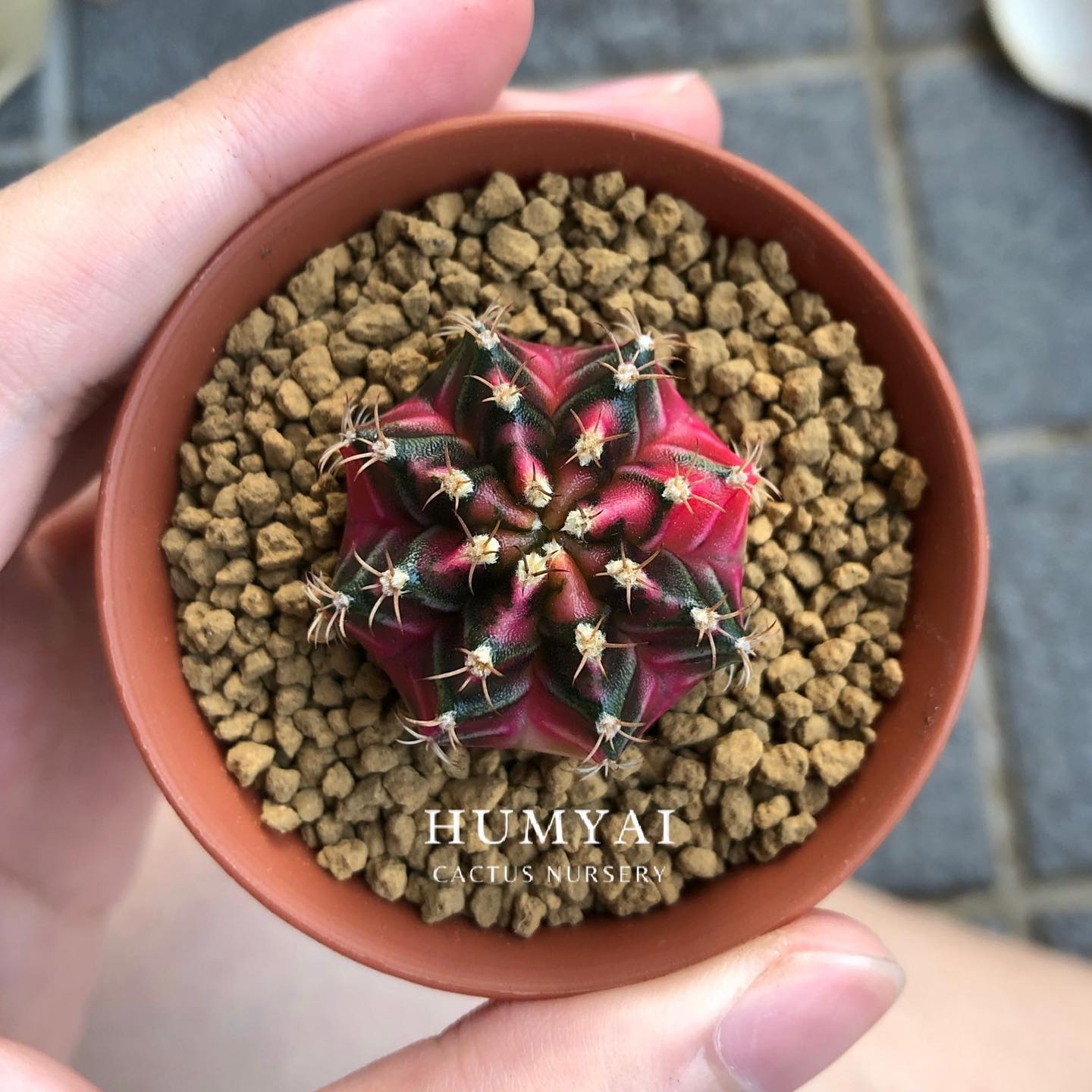 Humyai Cactus - Humyai Cactus added a new photo.