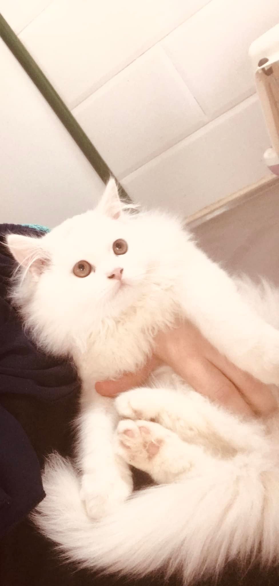 Prolapsus Vaginal Chez Une Cabinet Veterinaire Dr Falih Facebook