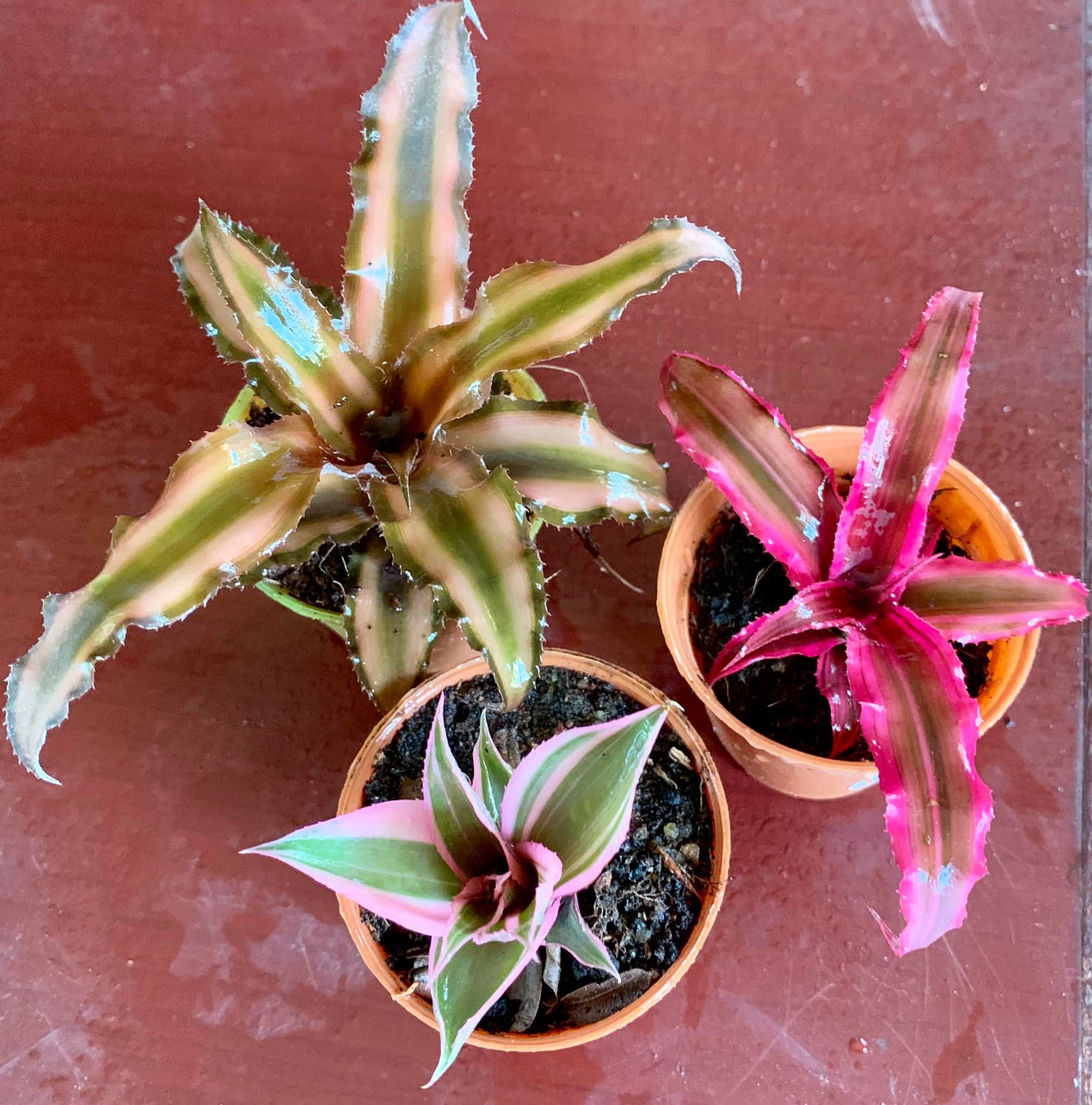 My humble, yet beautiful Cryptanthus Angel Dust.