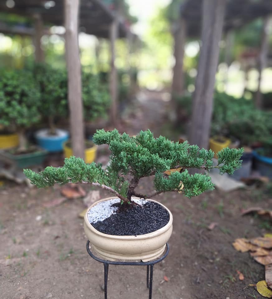 ESPECTACULAR Junipero rastrero ( 5... - La Casa Del Bonsái