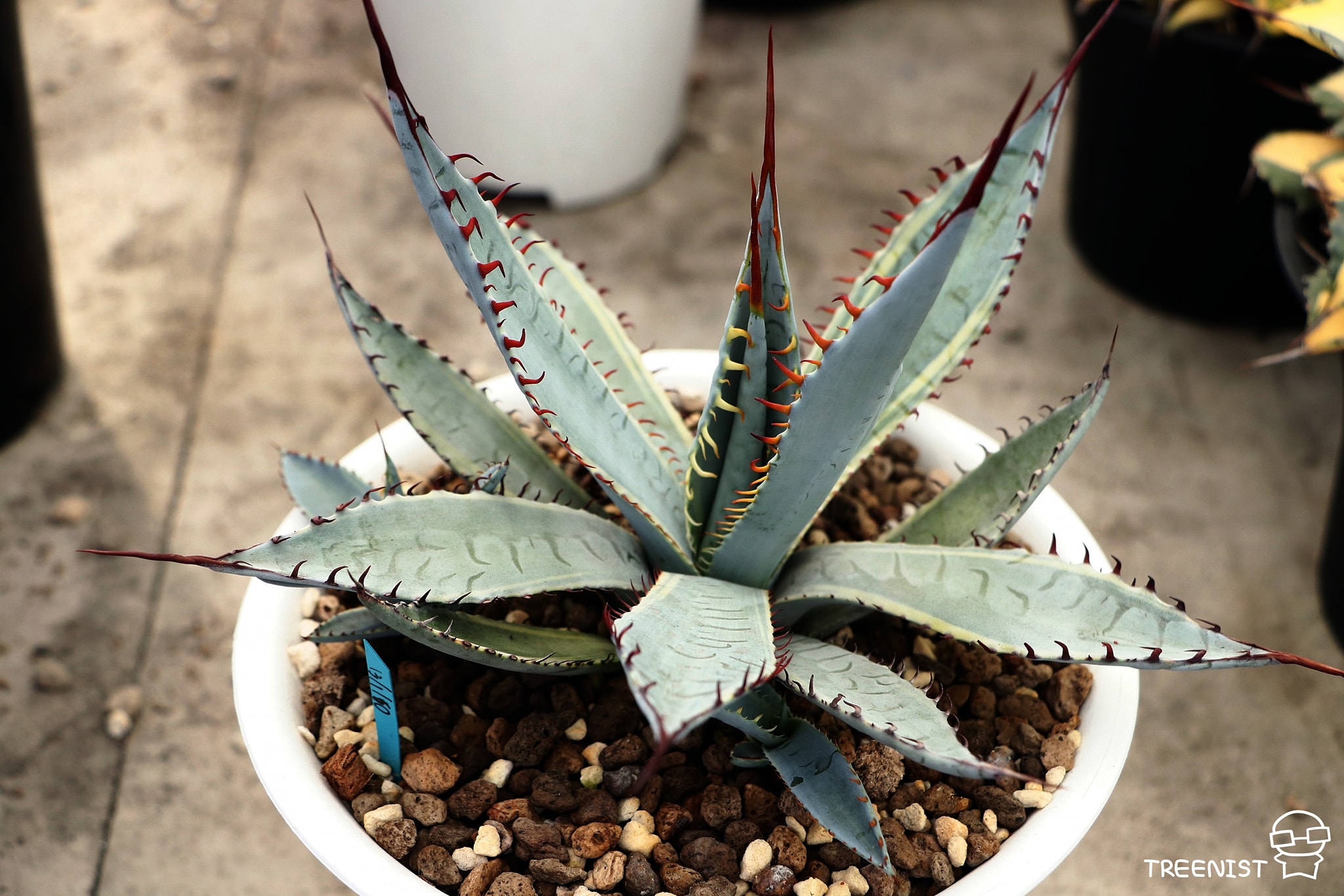 アガベ Agavepalmeri.ver.Kutsugen no Maiougi308 Agave palmeri