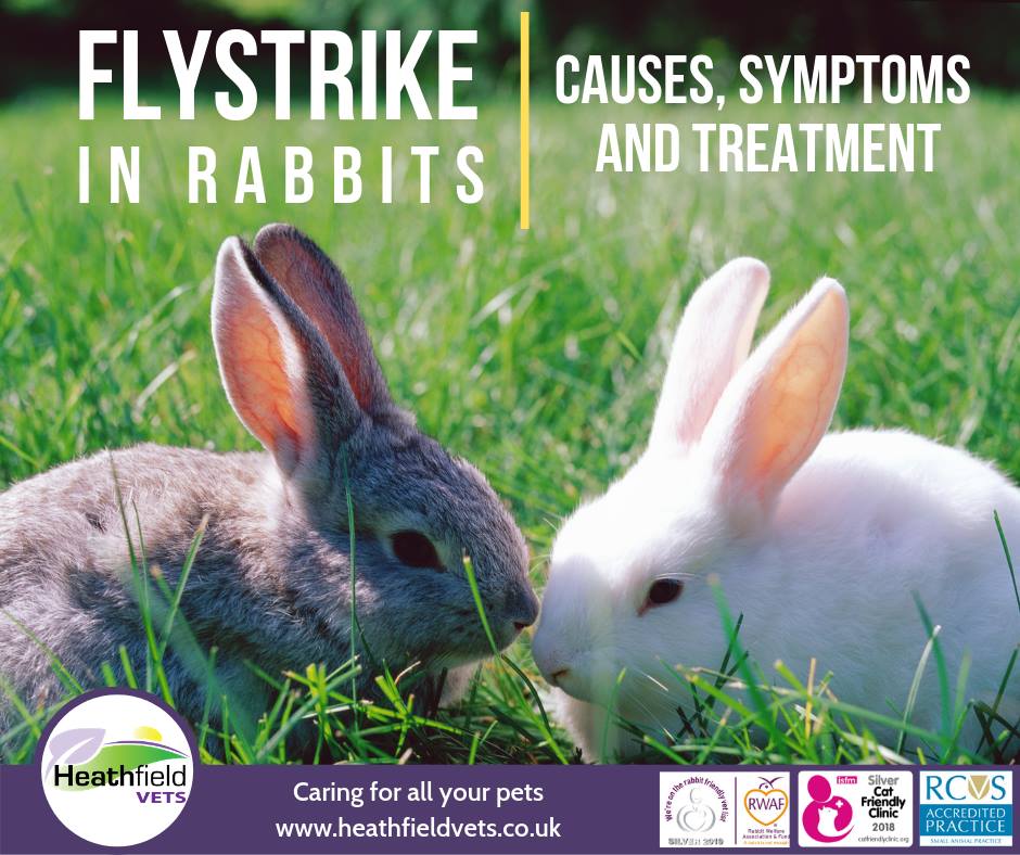 Heathfield Vets - 🐰 Flystrike in rabbits - Causes,... | Facebook