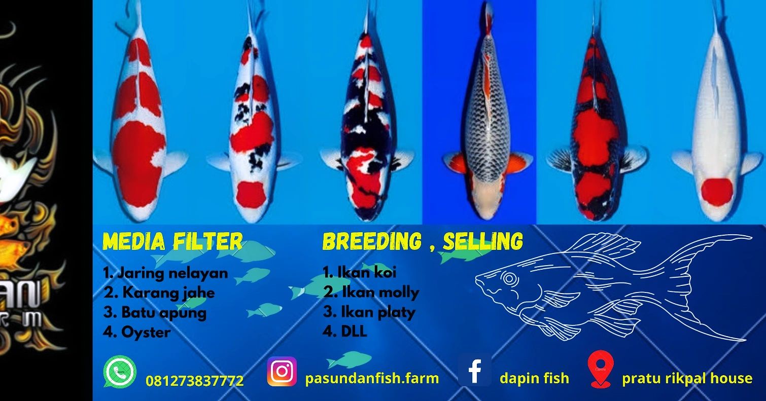 Dapin