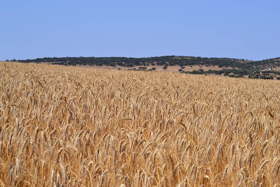GLEBA - Moagem e Padaria - Fomos ao Alentejo ver como estava a decorrer ...