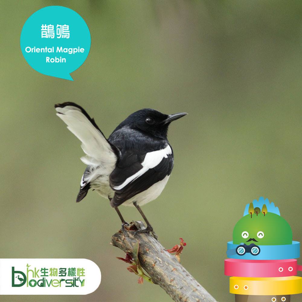 B仔自然教室 Mr. B Nature Classroom - 【市區公園觀鳥樂系列 - 鵲鴝】 鵲鴝（音：爵渠），又叫做豬屎渣。佢嘅羽毛 ...