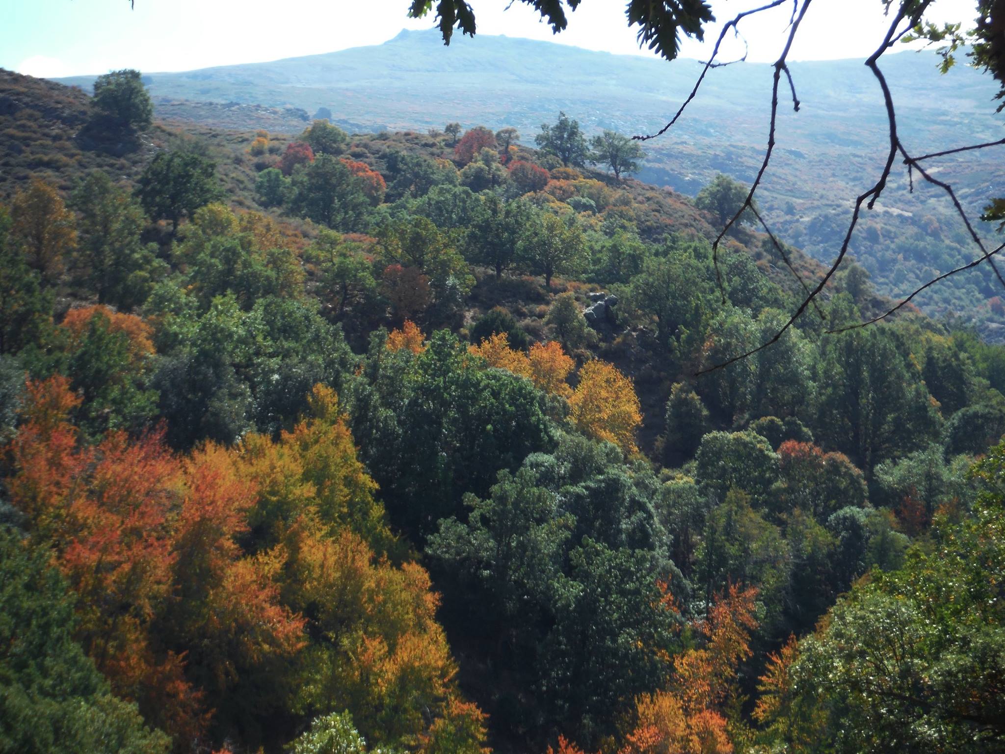 El Bosque Encantado La dehesa del Camarate.