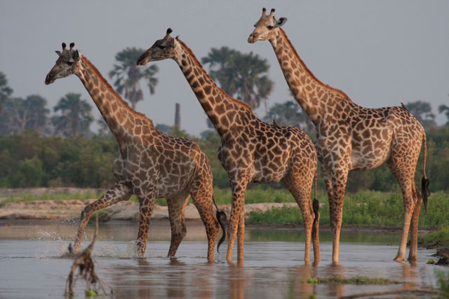 Tanzania Wildlife Management Authority - TAWA - M/Kiti wa Bodi ya TAWA ...