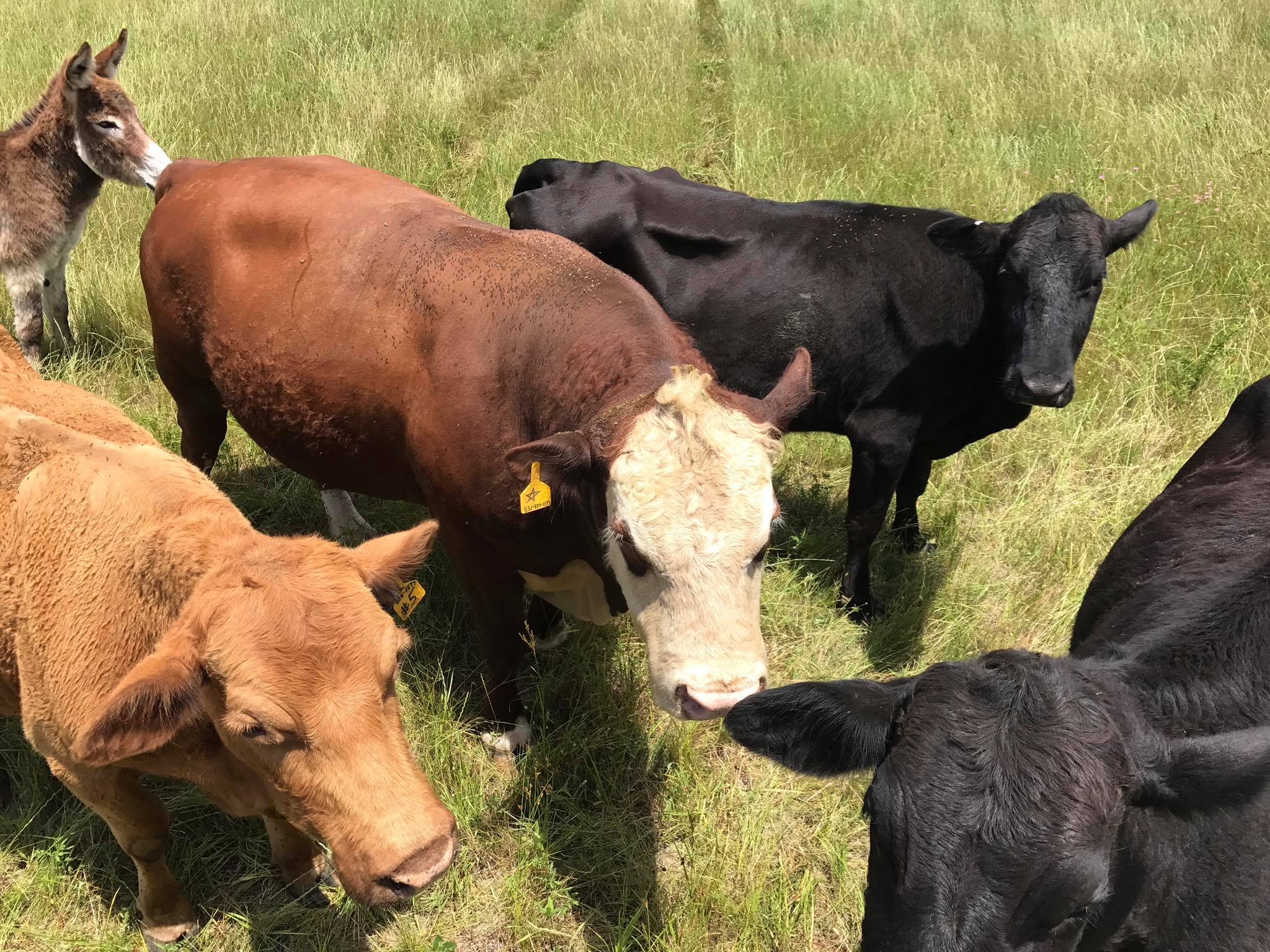 Hill Cattle Ranch | Montgomery TX