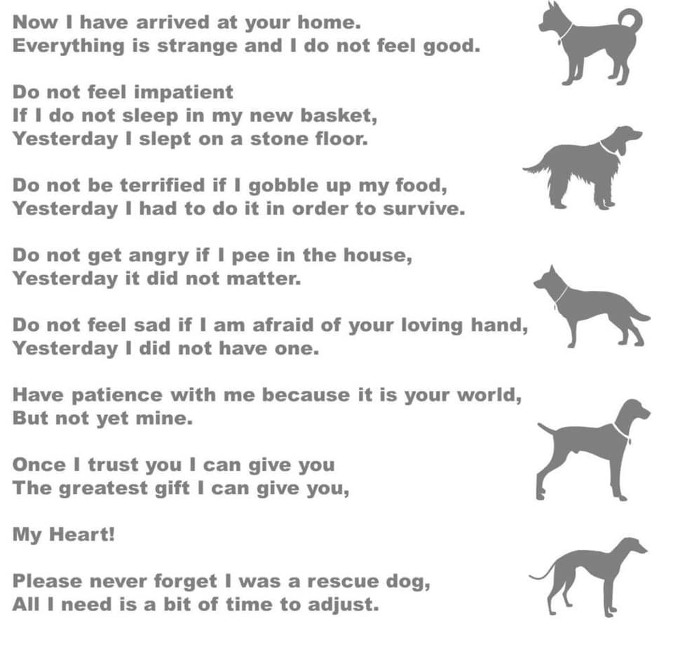 Lakeshore Humane Society, Inc - #Decompression is something every ...