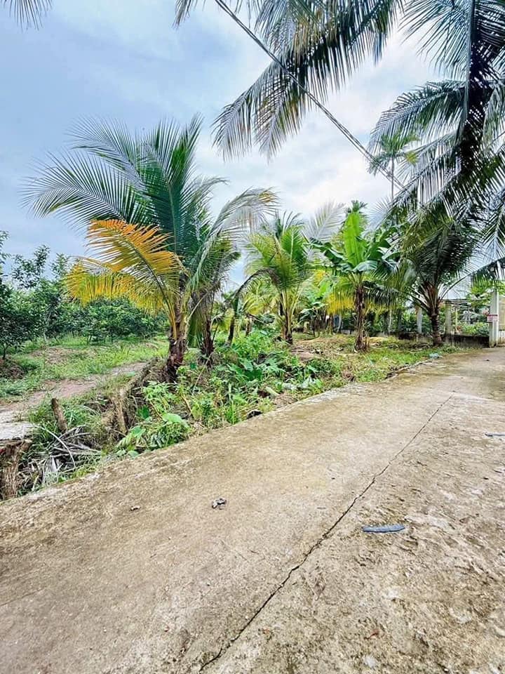 NỀN CLN RẠCH KHOÁN CHÂU