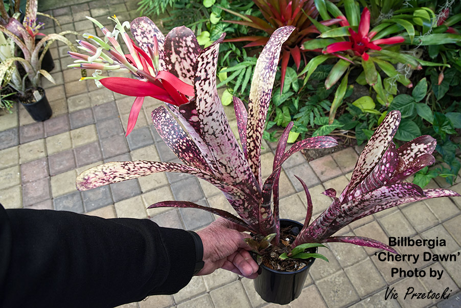 Billbergia Talbot Cherry Maple bromeliad plant