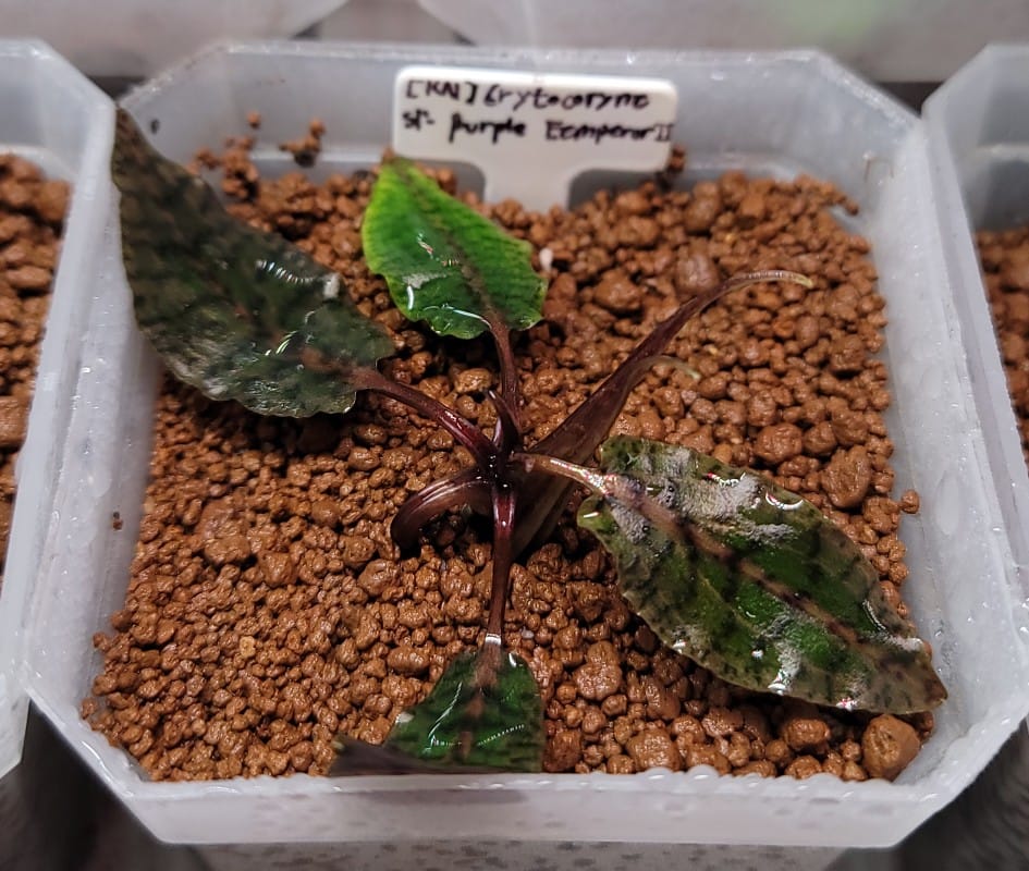 First look at Cryptocoryne Silverqueen Type II KN by Nakamoto