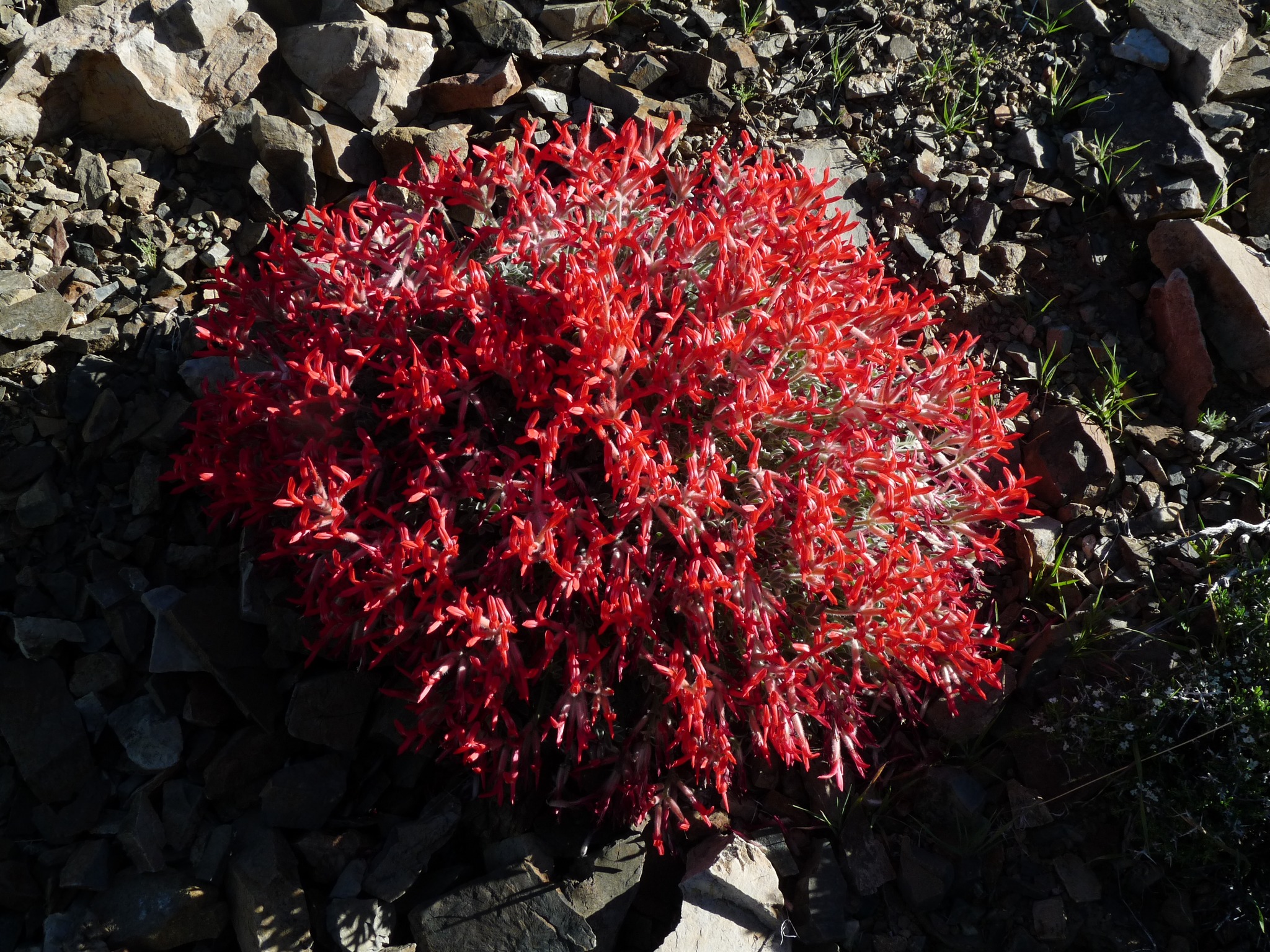 Dense scarlet locoweed near Big Pine, CA