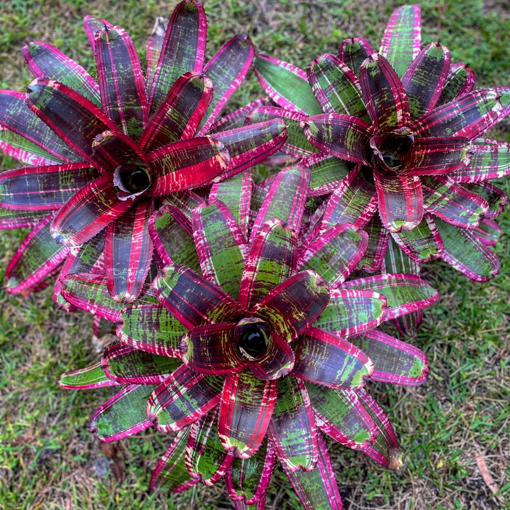 Neoregelia “Strike Force” by Skotak