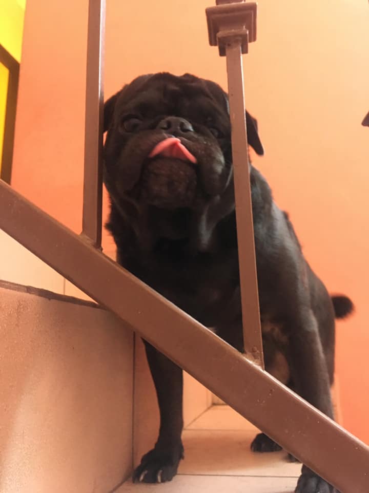 Shadow Pug
