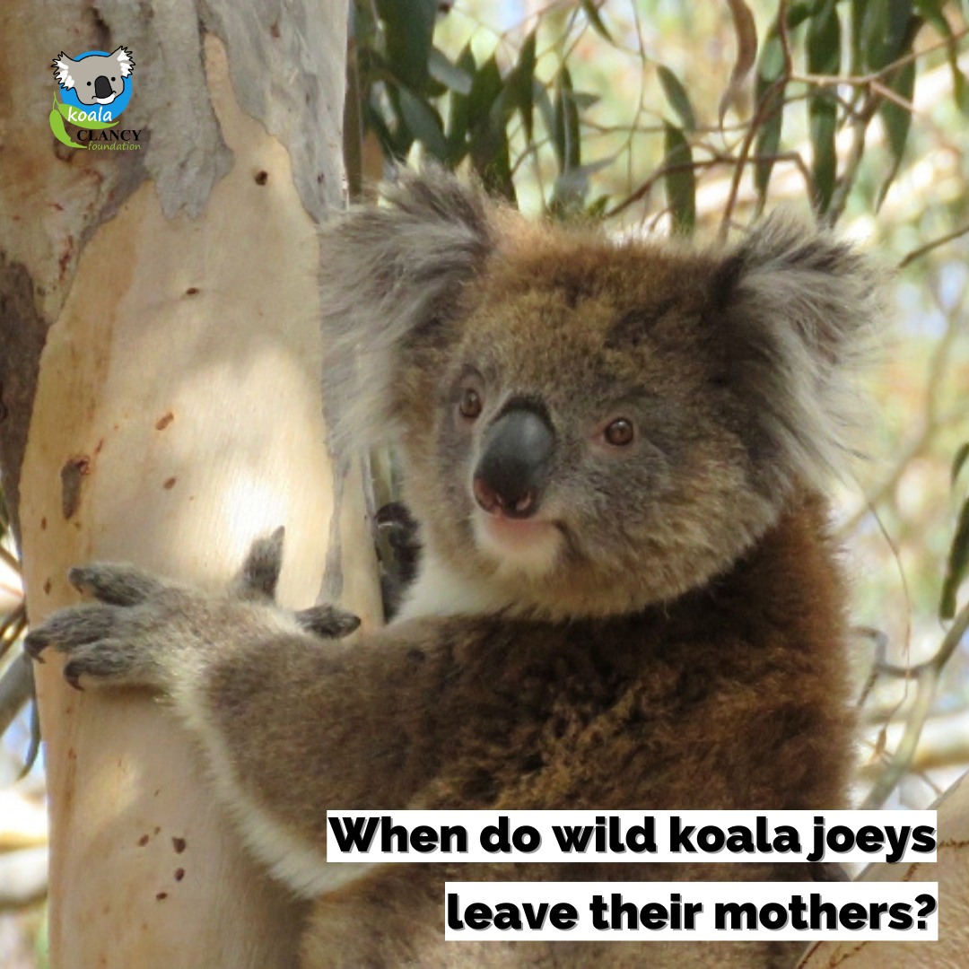 Koala - Most koala joeys will stay with their mothers for about 12 ...