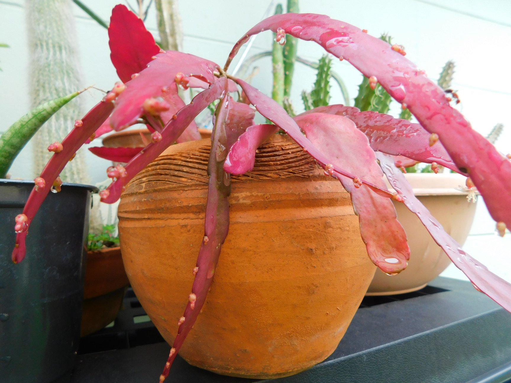 Rhipsalis russellii care and growth tips