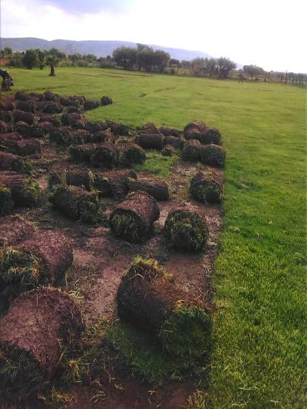 PASTO EN ROLLO | Guadalupe
