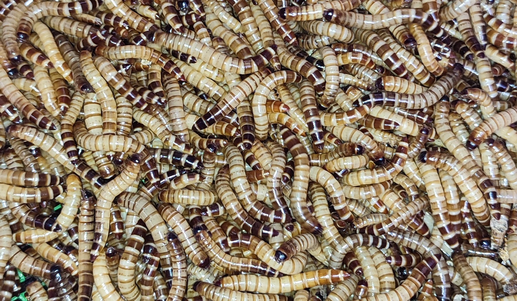 Exotic Feeders Taysan Batangas | Taysan