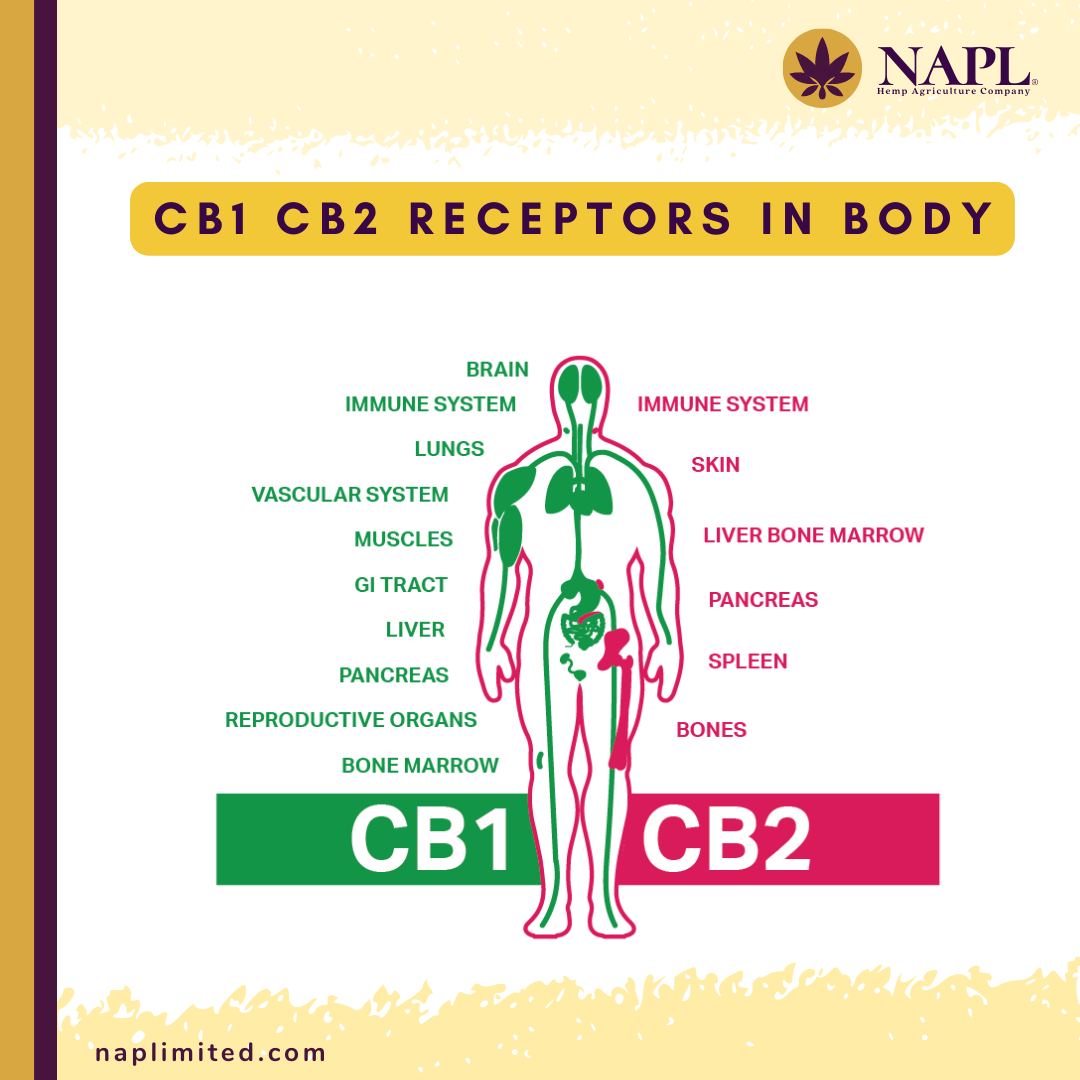 Naplimitedorg - CB1 and CB2 receptors are key components... | Facebook