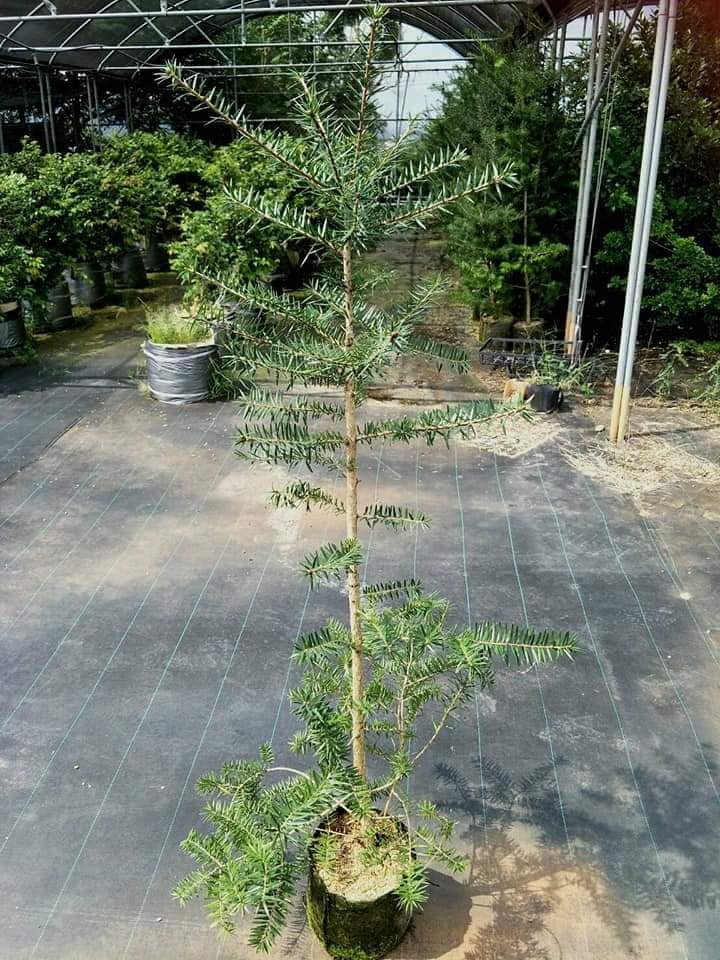 油杉苗圃（珍珠油杉，翡翠油杉，翠玉油杉，圓葉油杉，粗皮油杉，尖葉油杉）。