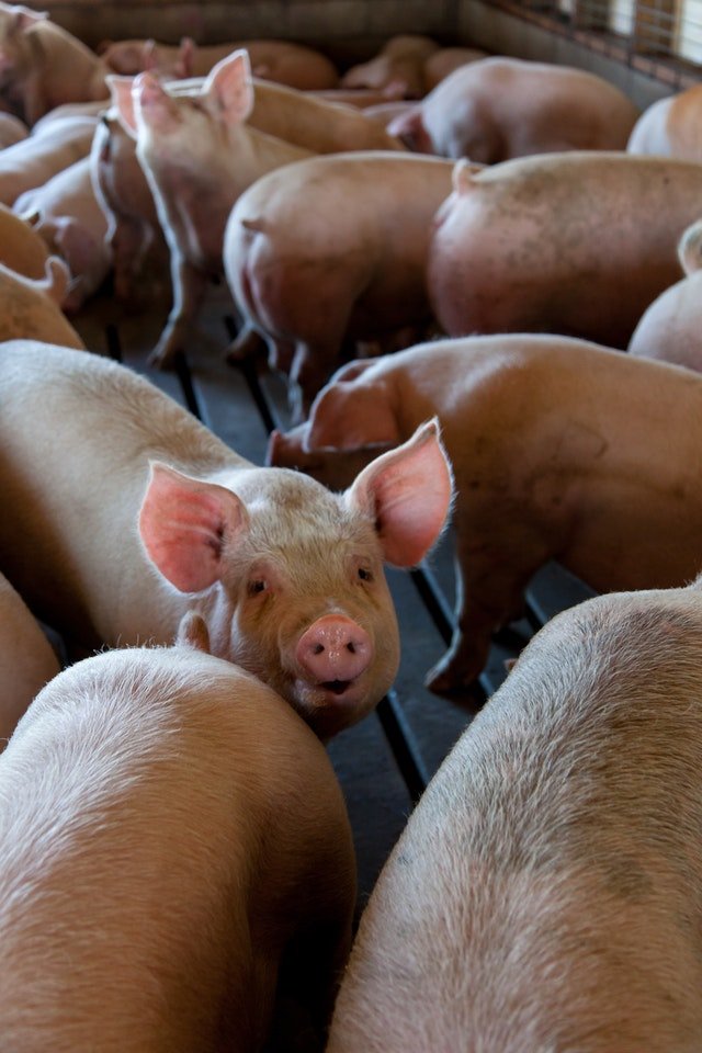 Food - A Brazilian-owned meat processing company undercut its ...