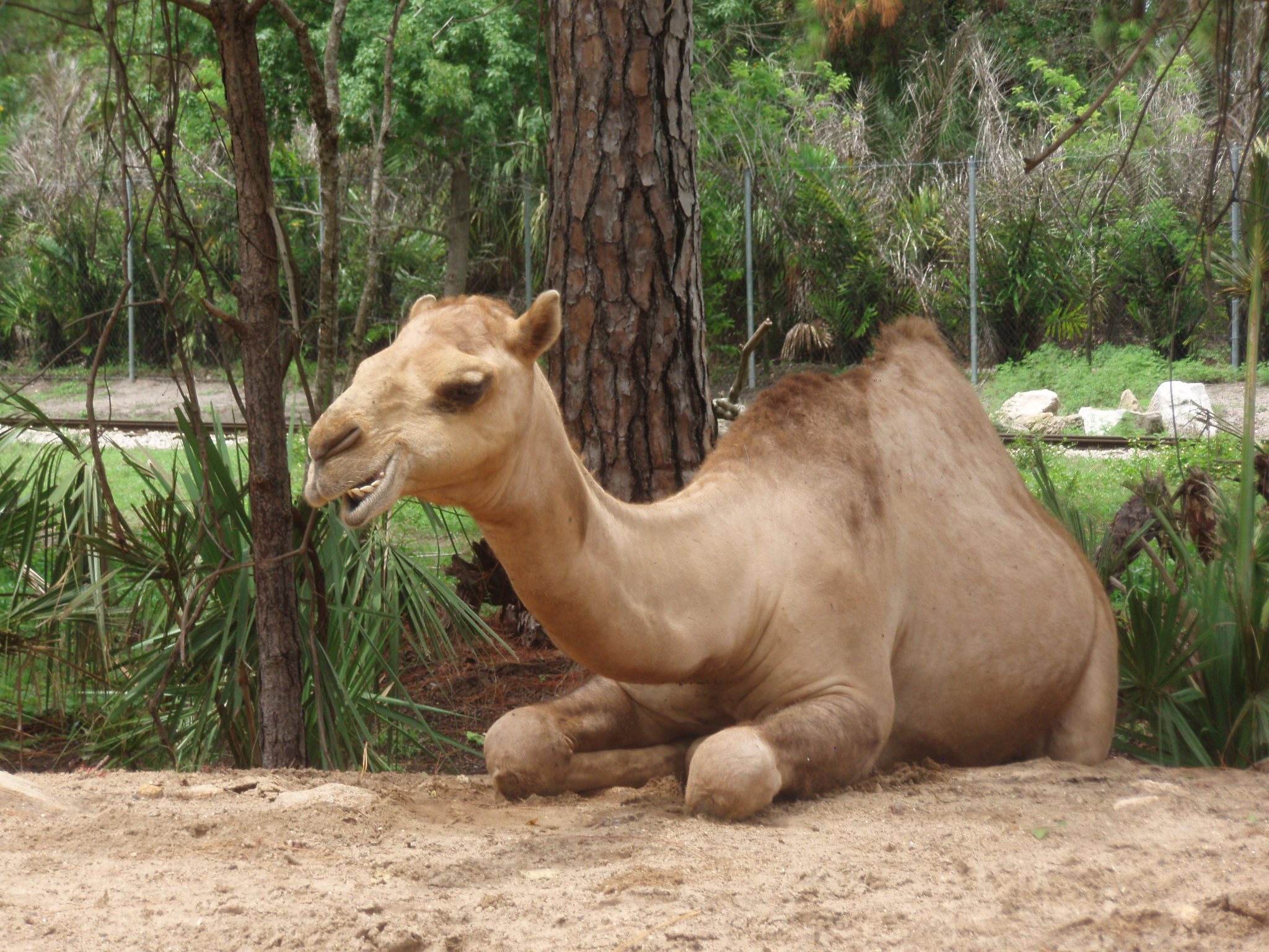 The many faces of the camel… Roger Williams Zoo. Nikon (unedited)