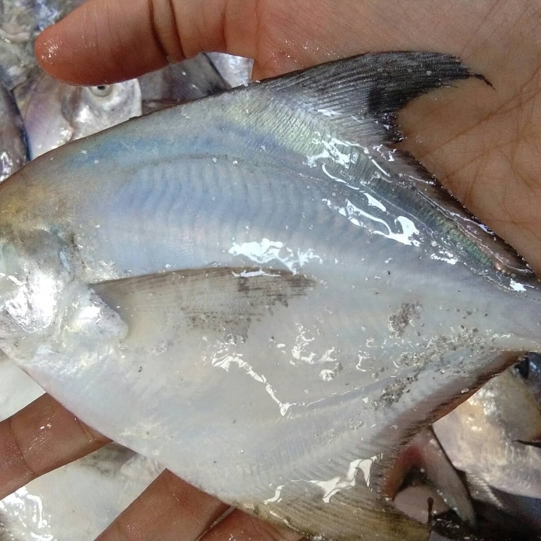 💞Assalamualaikum.. Selamat Pagi💞... - Elani's Fish Market