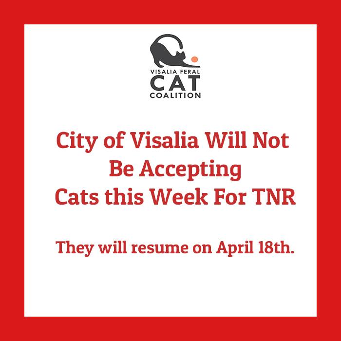 feral cat coalition visalia