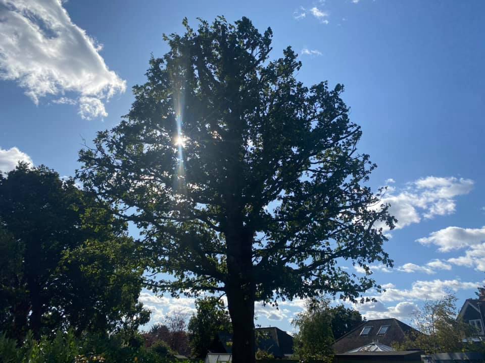 Some before and afters of... - S Draper Tree Specialists LTD