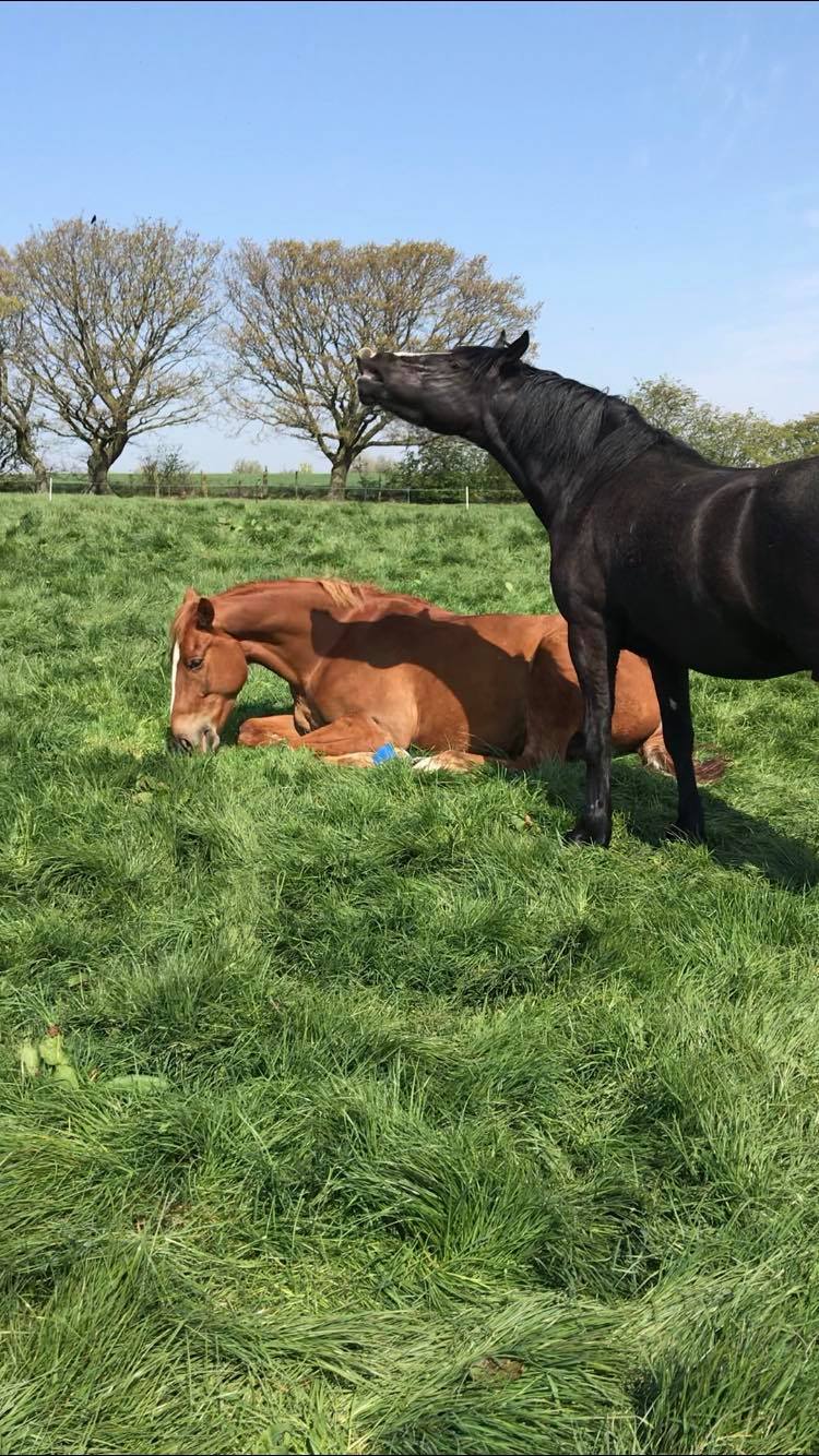 Kirkfield Farm East Ardsley | Wakefield