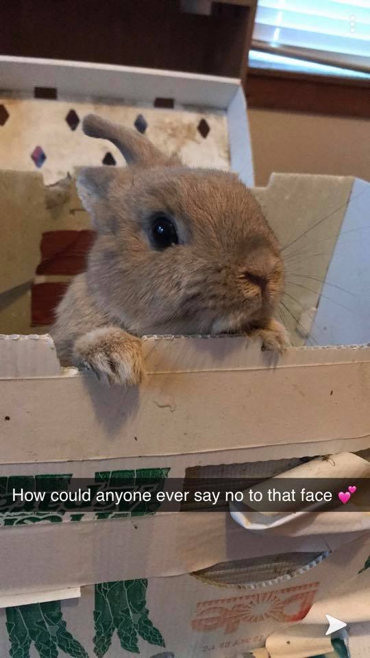 Bunnies 👀🏠 in Wisconsin | ISO a solid brown Holland Lop doe, preferably ...