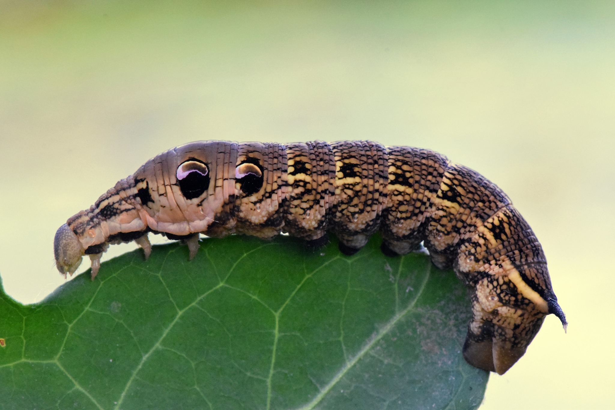 Natuurpunt - Kwam jij deze joekel van een rups al eens in... | Facebook