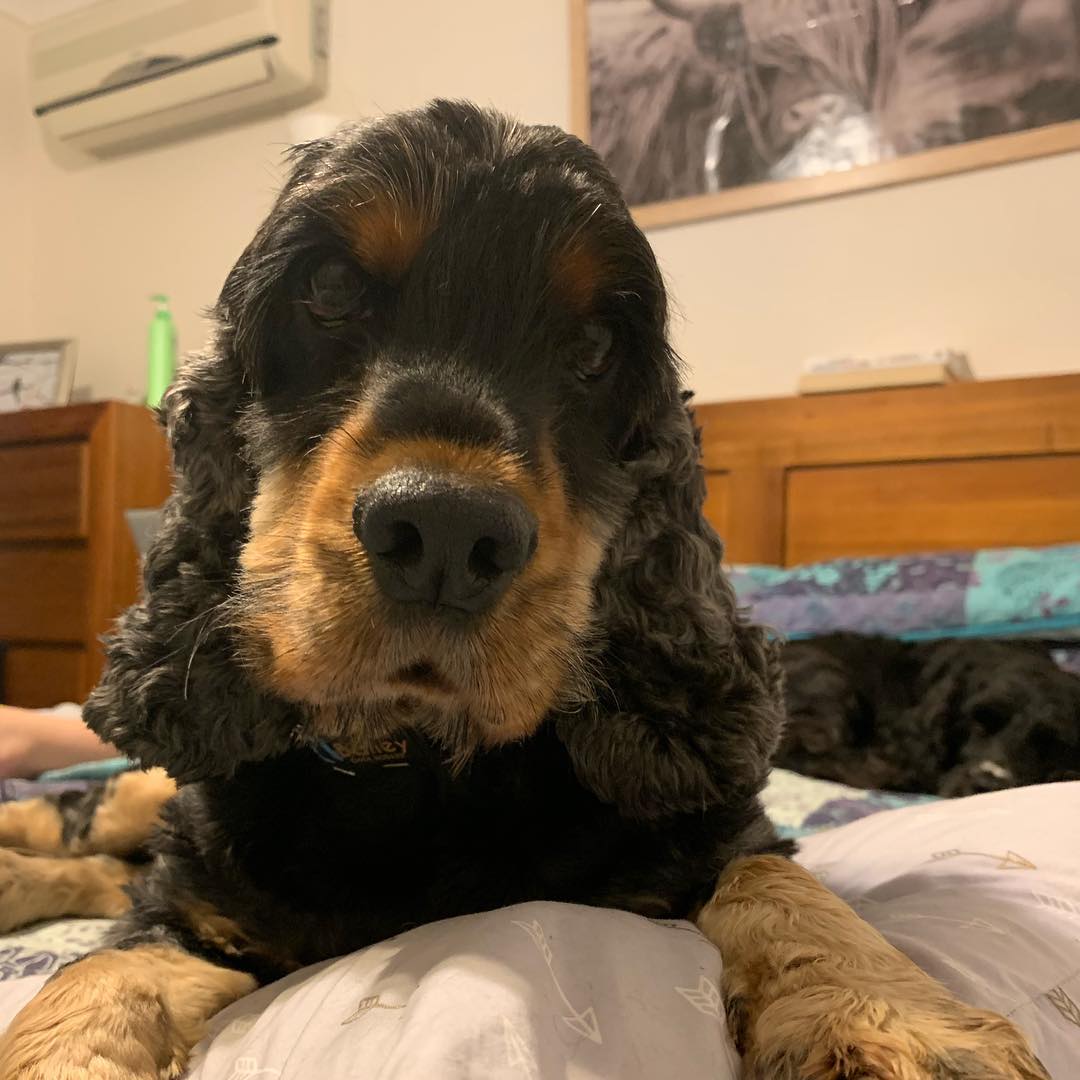 Why do Black and Tans... - Cocker Spaniel Rescue QLD inc | Facebook