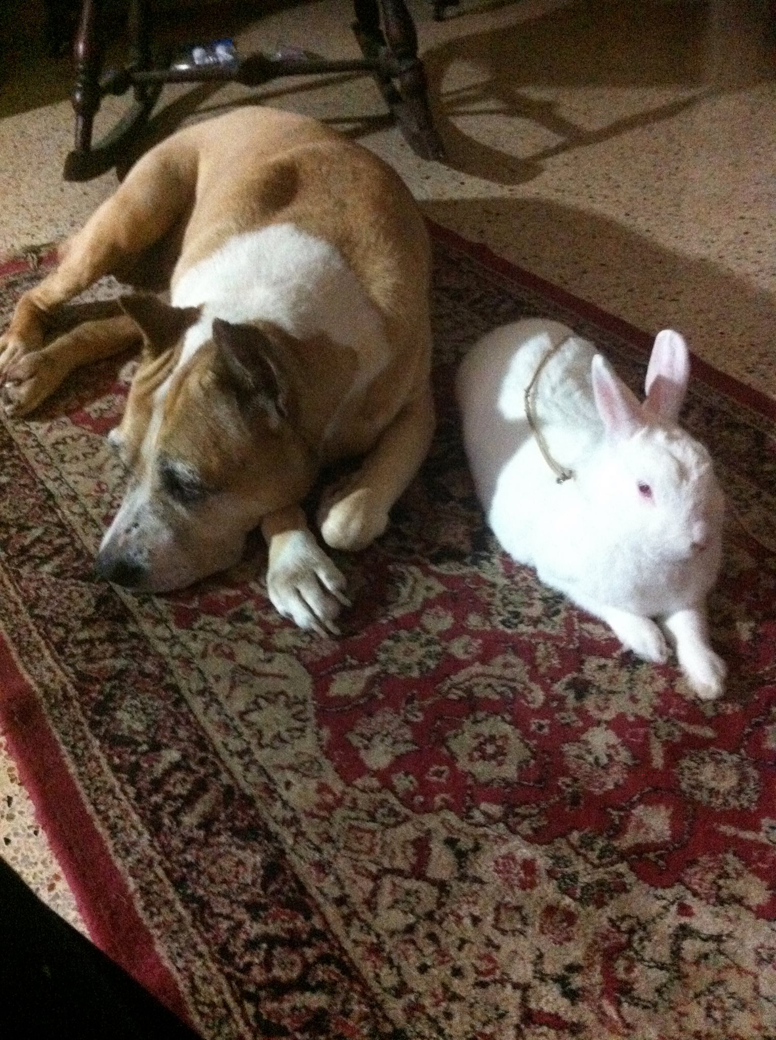 Periwinkle The Rabbit