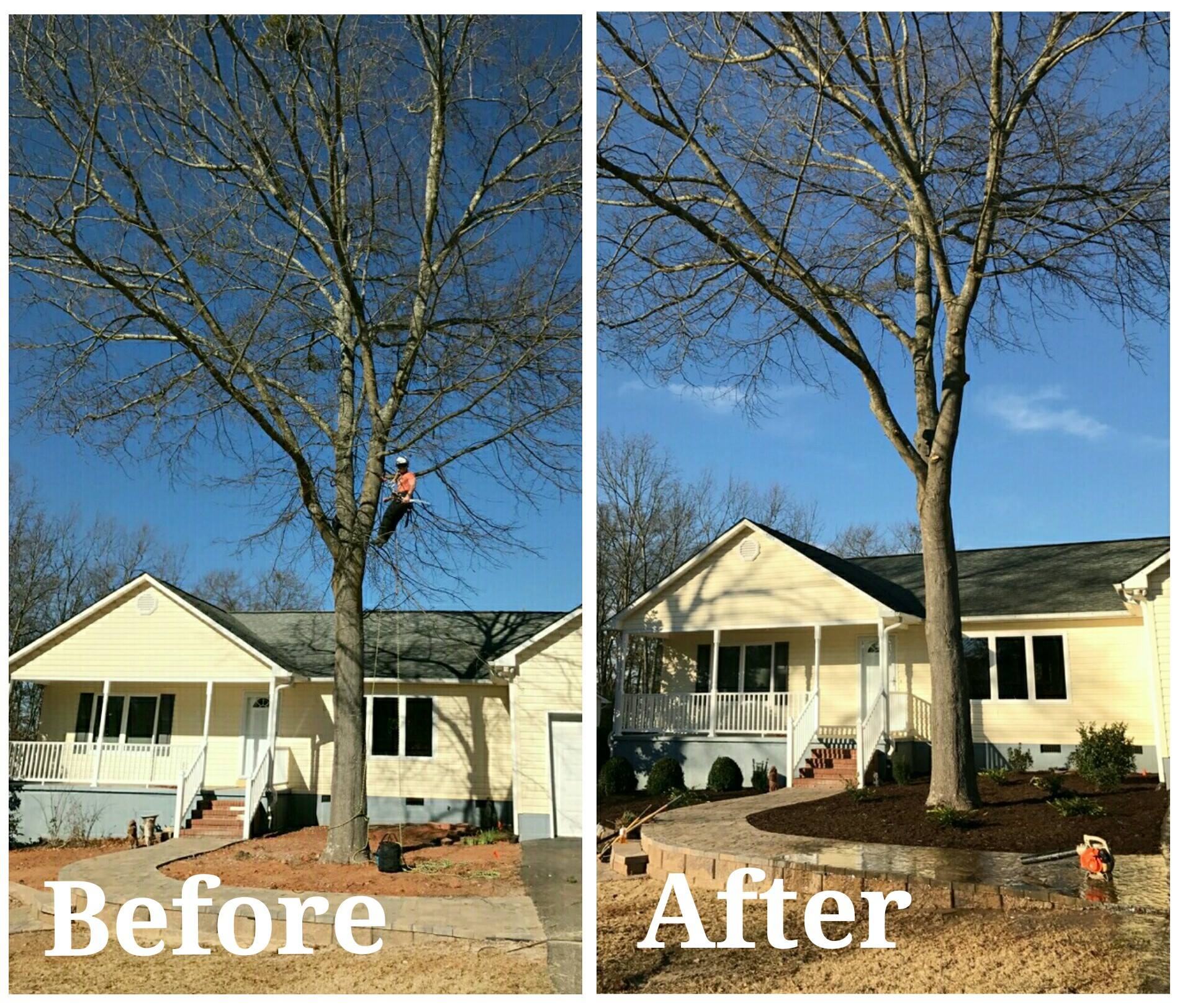 Friendly Feller Tree Service | Anderson SC