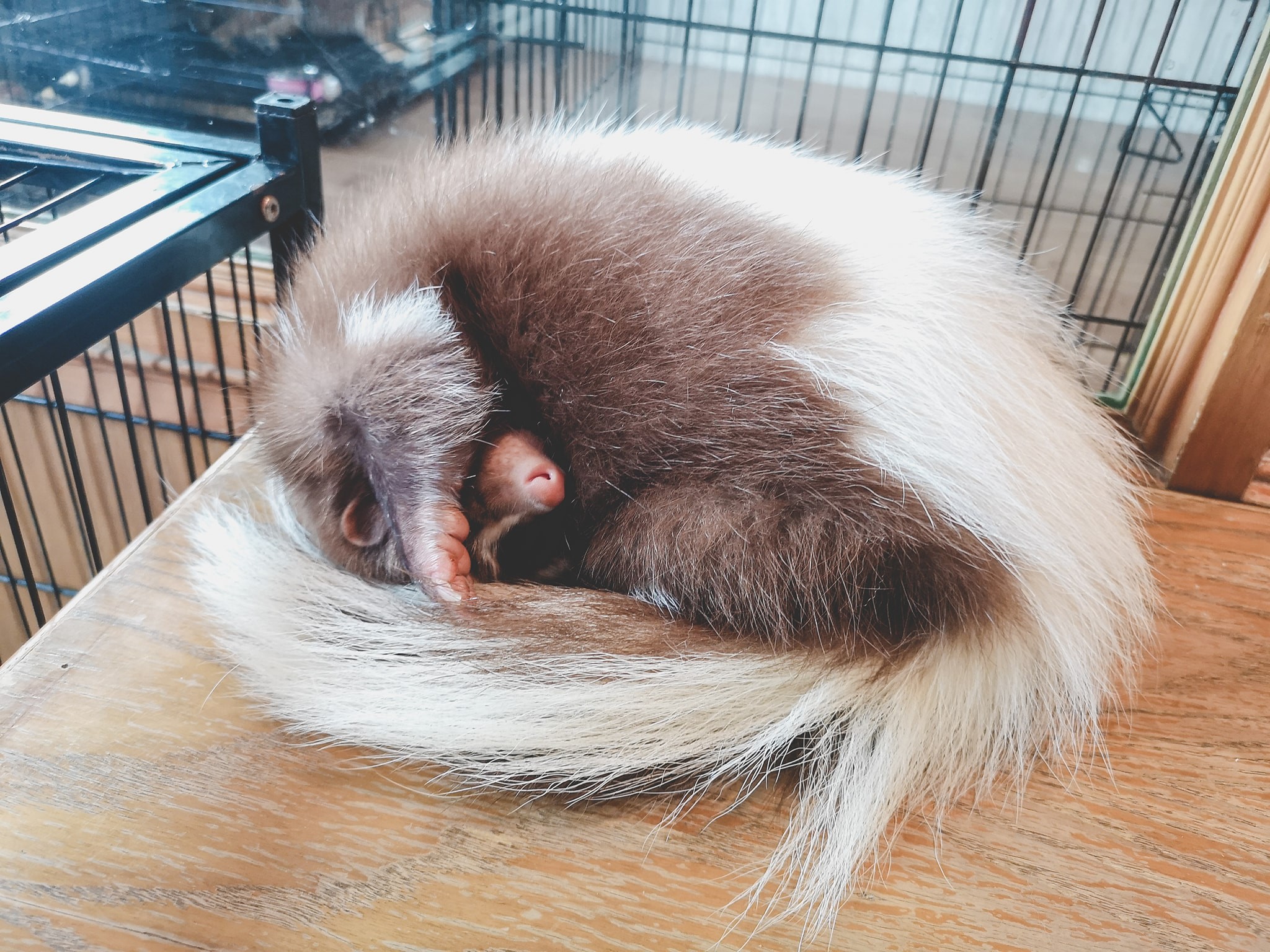 อากาศแบบนี้น่ะหรอ ขอนอนต่อแปป 😴💤☔ - The Animal Cafe Restaurant | Facebook