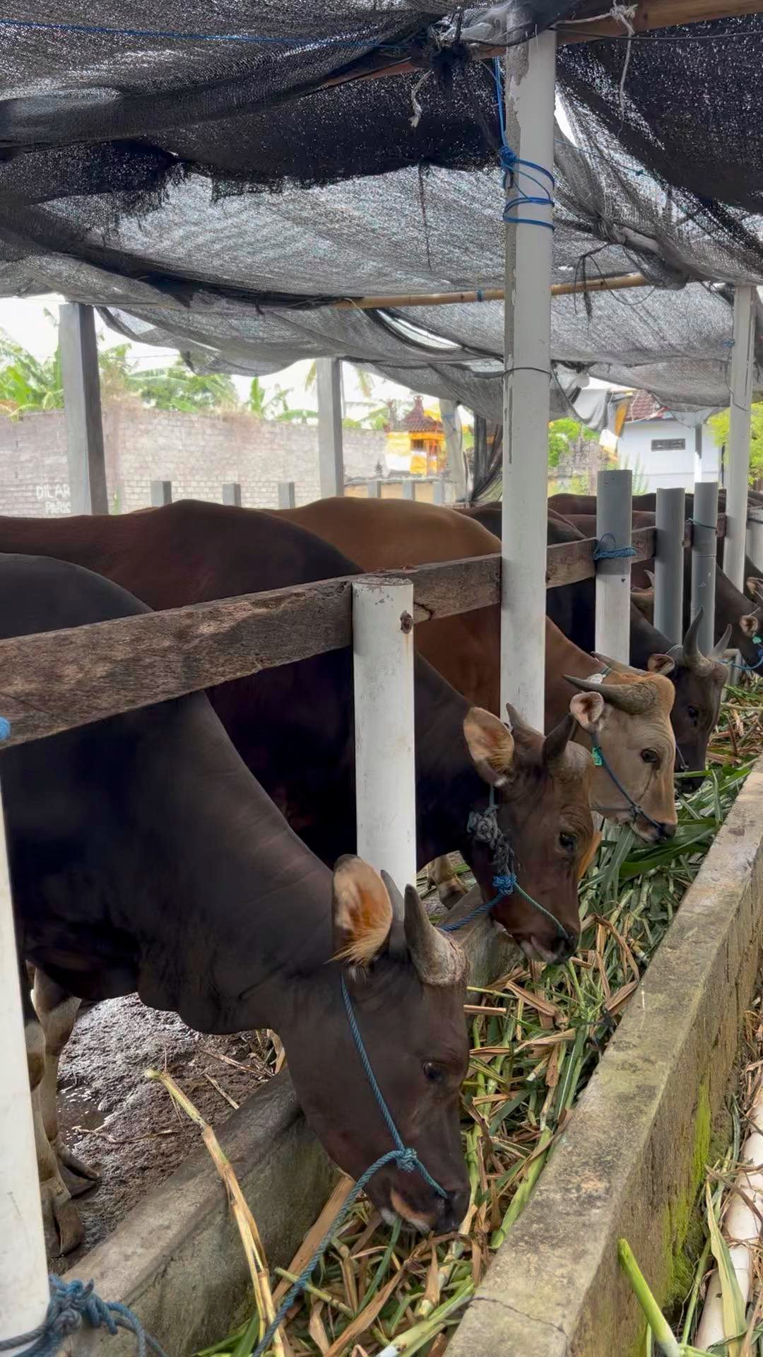 Sapi Bali