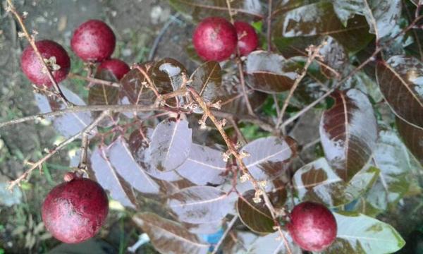 Rawa Tani - Rasanya manis, dan aromanya khas seperti buah... | Facebook