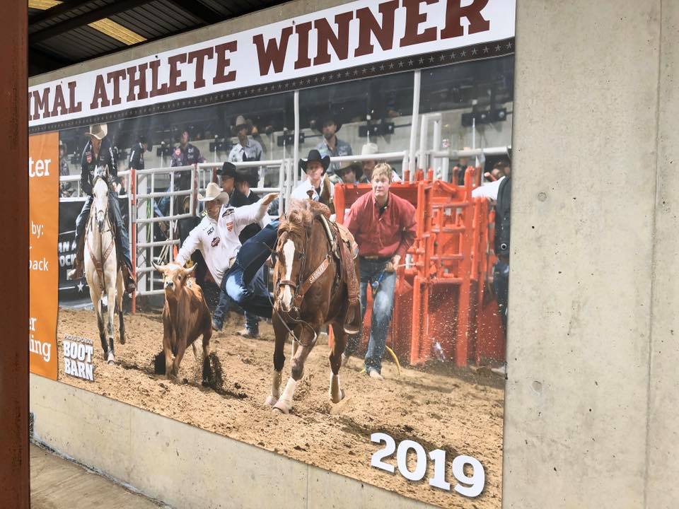 Scooter - Canted Plan - Professional Steer Wrestling Horse - I saw a ...