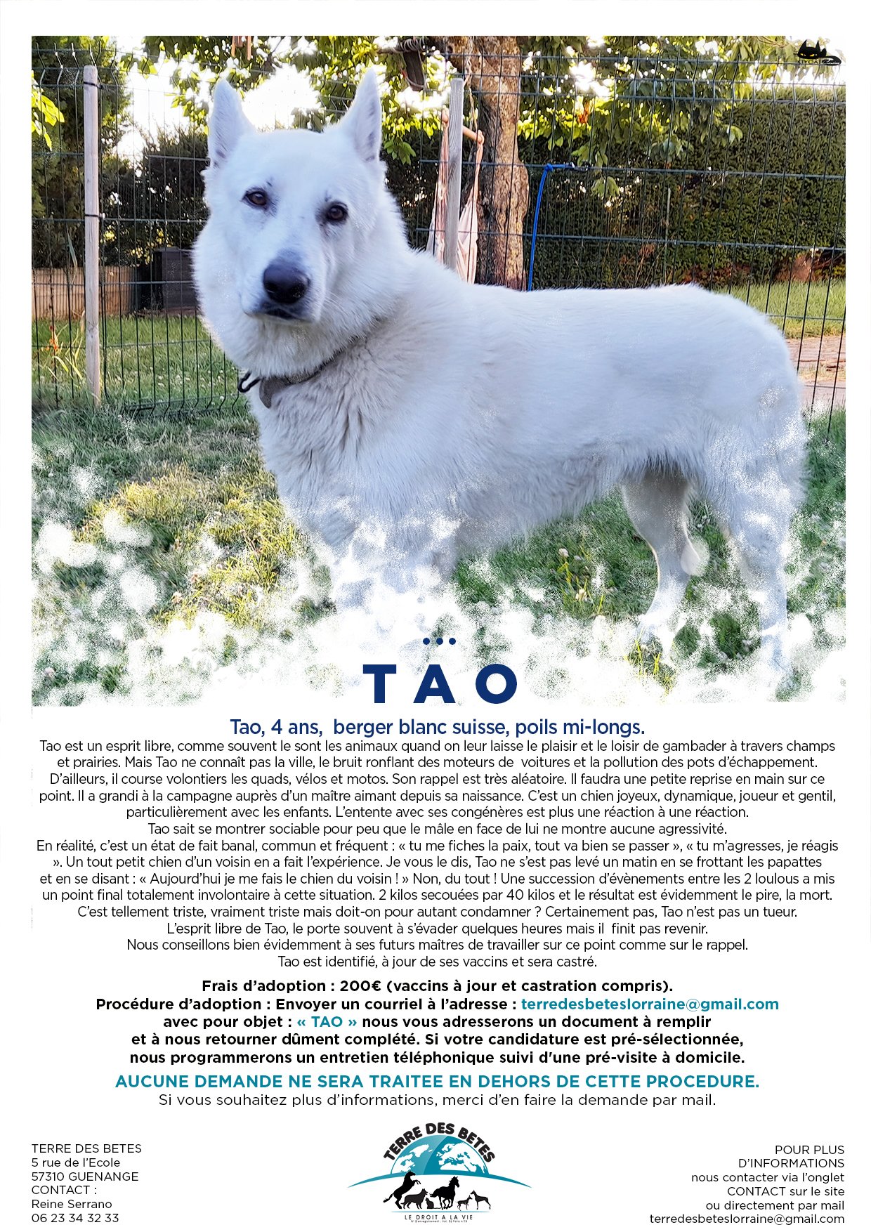 Spa Berger Blanc Suisse A Adopter