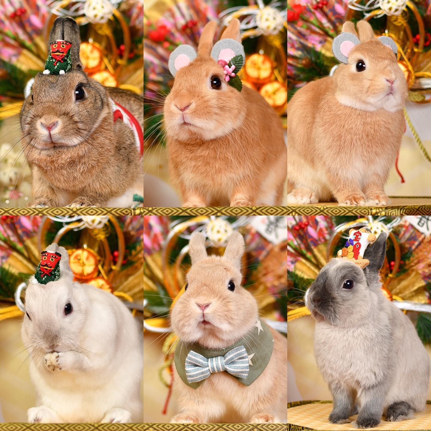 うさぎ専門店 - 🎍🐰🎍 お正月撮影会に参加のうさぎさん達をご紹介