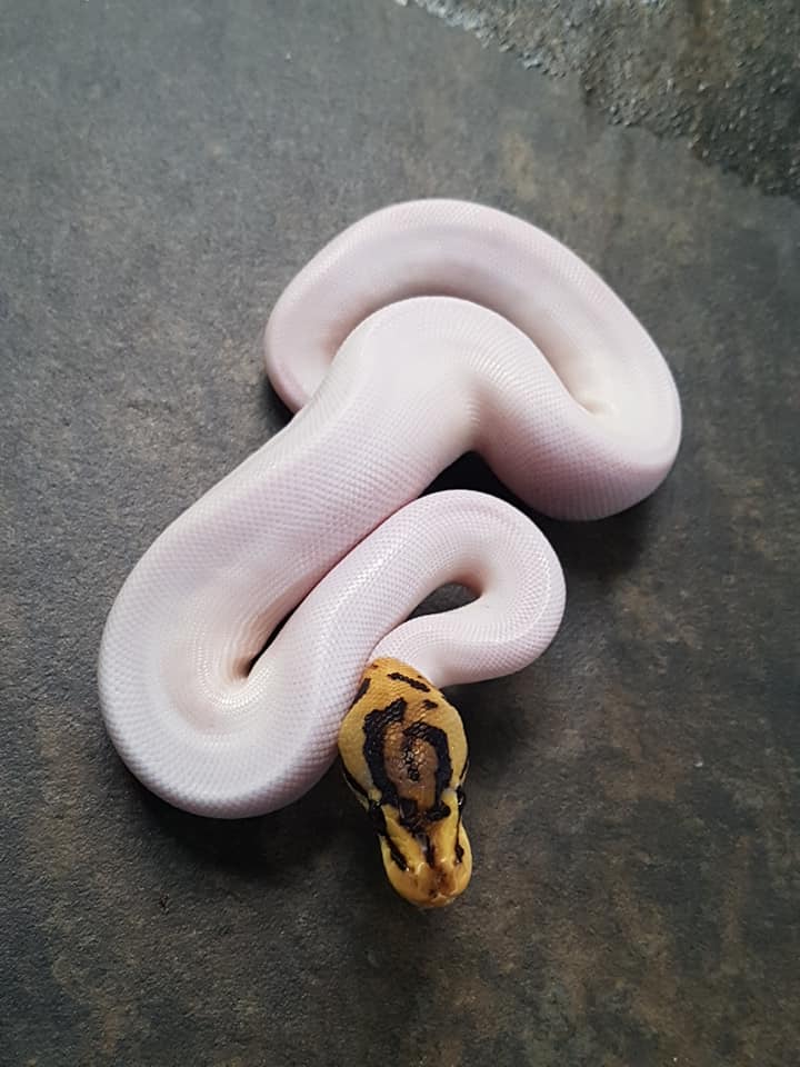 Chef Snake - เธอๆๆ...มาจากหมูบ้านโคโนฮะ ใช่มั้ย??... | Facebook